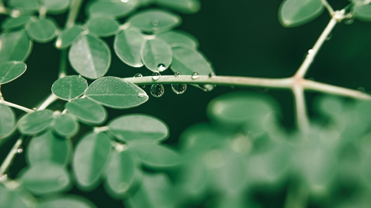 pexels photo 4884808 4884808 Closeup of small fresh green leaves on branches of drumstick tree growing in forest in sunny morning